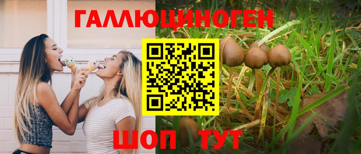 Псилоцибиновые грибы Psilocybe Саратов
